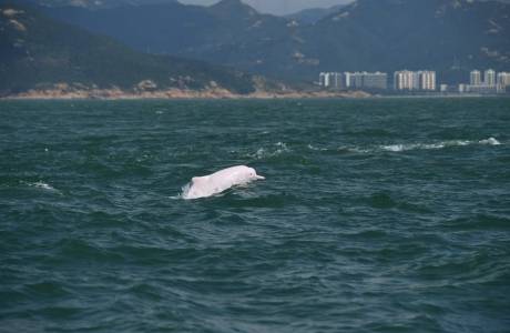 渔民变身管理员 江门守护中华白海豚成效显